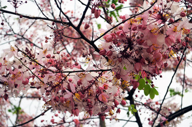 5 PINK SHOWER TREE Cassia Javanica aka Rainbow Shower & Apple Blossom Tree Two Tone Pink, White, Yellow Flower Seeds